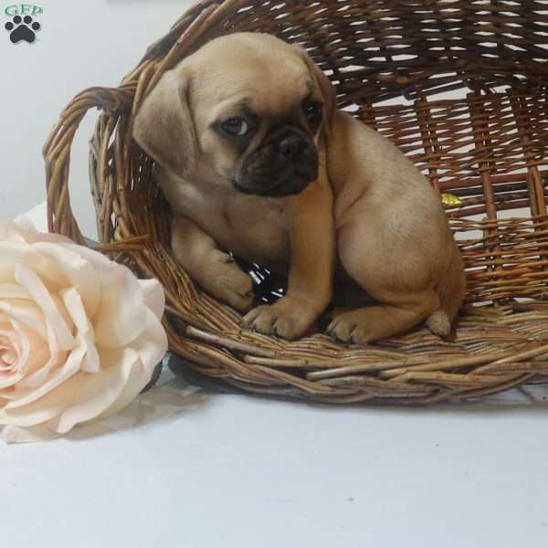 Princess, Puggle Puppy