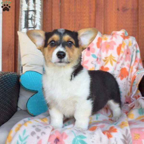 Pringles, Pembroke Welsh Corgi Puppy