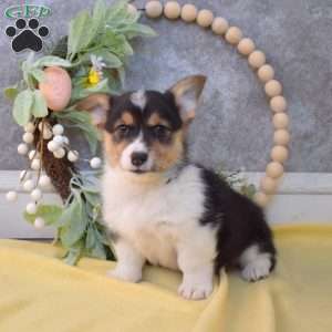 Pringles, Pembroke Welsh Corgi Puppy