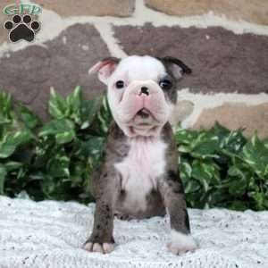 Puddles, Boston Terrier Puppy
