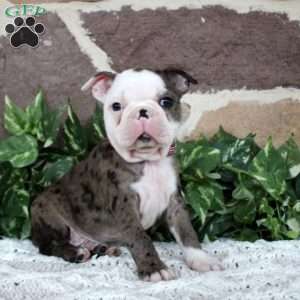 Puddles, Boston Terrier Puppy