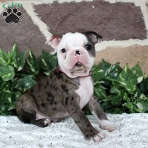 Puddles, Boston Terrier Puppy