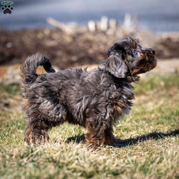 Pumba, Cavapoo Puppy