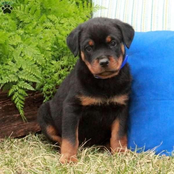 Pumpkin, Rottweiler Puppy