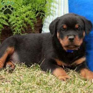 Pumpkin, Rottweiler Puppy