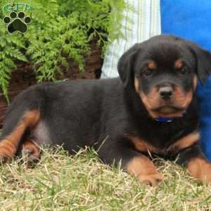 Pumpkin, Rottweiler Puppy