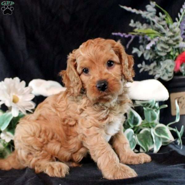 Quest, Cavapoo Puppy