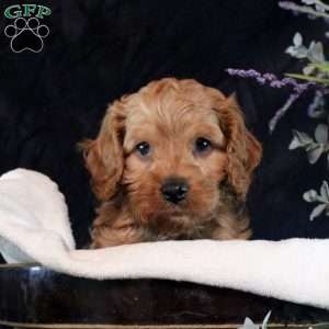 Quest, Cavapoo Puppy