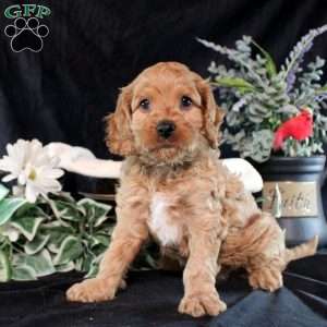 Quest, Cavapoo Puppy