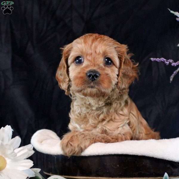 Quirin, Cavapoo Puppy