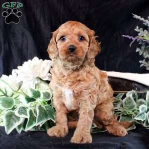 Quirin, Cavapoo Puppy