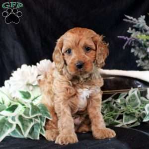 Quirin, Cavapoo Puppy