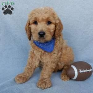 Ralphie-Medium, Goldendoodle Puppy