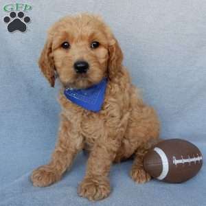 Ralphie-Medium, Goldendoodle Puppy