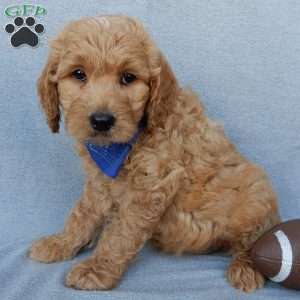 Ralphie-Medium, Goldendoodle Puppy