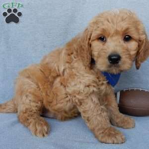 Ralphie-Medium, Goldendoodle Puppy