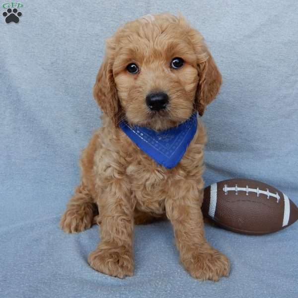 Ralphie-Medium, Goldendoodle Puppy