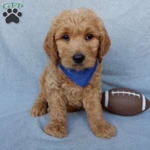 Ralphie-Medium, Goldendoodle Puppy