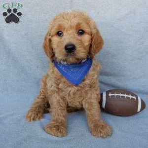 Ralphie-Medium, Goldendoodle Puppy