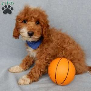 Champ, Cavapoo Puppy