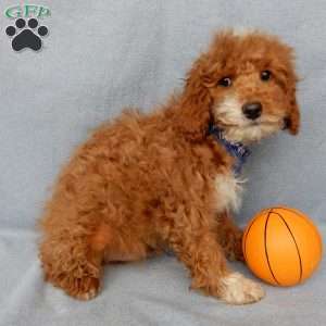 Champ, Cavapoo Puppy