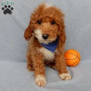 Champ, Cavapoo Puppy