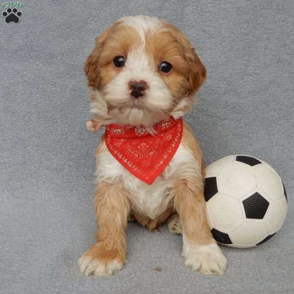 Leo, Cockapoo Puppy