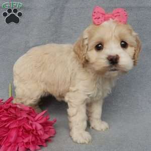 Bailey, Cockapoo Puppy