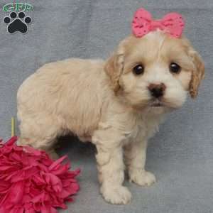 Bailey, Cockapoo Puppy