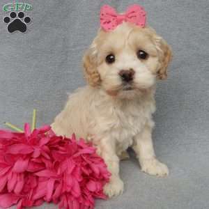 Bailey, Cockapoo Puppy