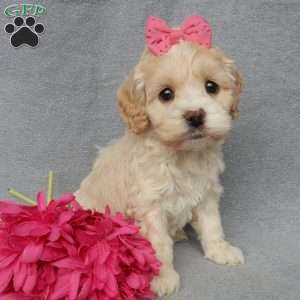 Bailey, Cockapoo Puppy