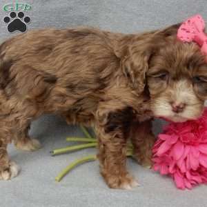 Muffin, Cockapoo Puppy