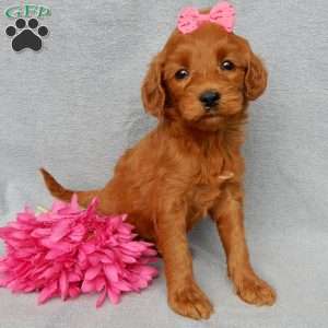 Gracie, Goldendoodle Puppy