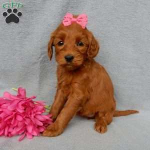 Gracie, Goldendoodle Puppy