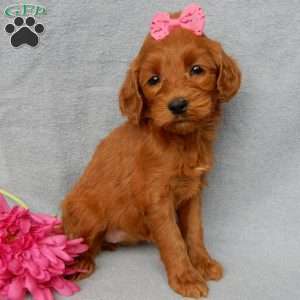 Gracie, Goldendoodle Puppy