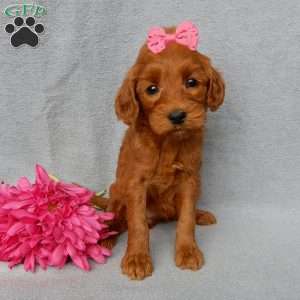 Gracie, Goldendoodle Puppy