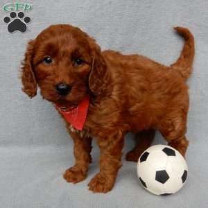 Logan, Goldendoodle Puppy