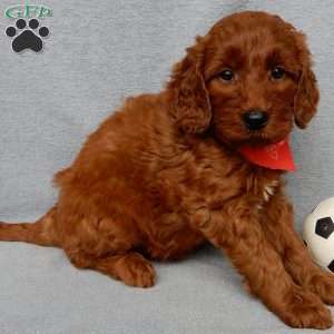 Logan, Goldendoodle Puppy