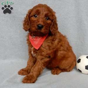 Logan, Goldendoodle Puppy