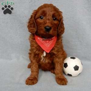 Logan, Goldendoodle Puppy