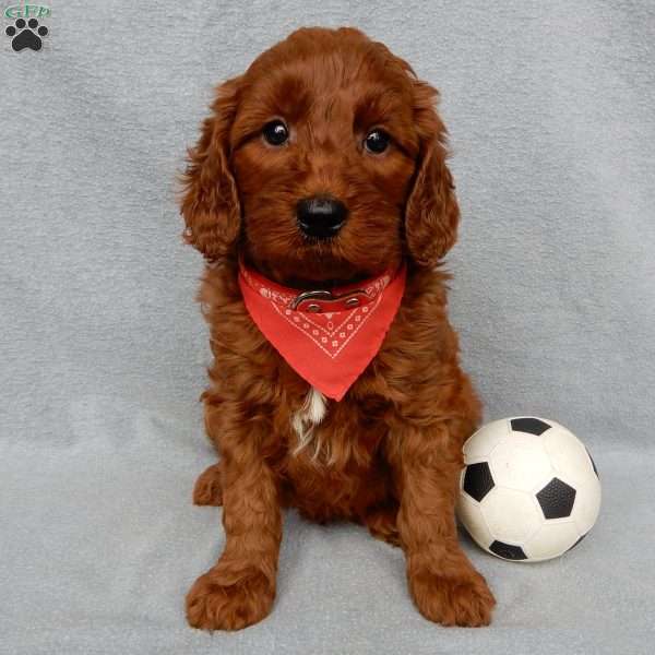 Logan, Goldendoodle Puppy