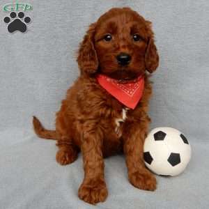 Logan, Goldendoodle Puppy