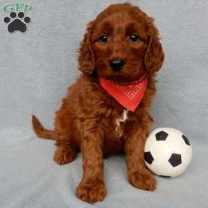 Logan, Goldendoodle Puppy