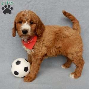 Chase, Goldendoodle Puppy