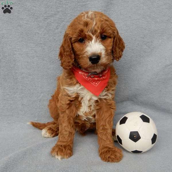 Chase, Goldendoodle Puppy