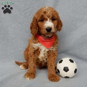 Chase, Goldendoodle Puppy