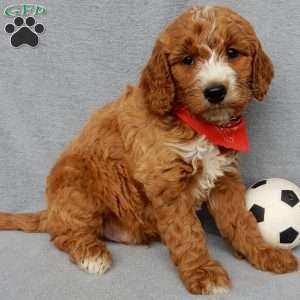 Chase, Goldendoodle Puppy