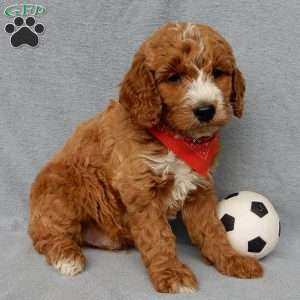 Chase, Goldendoodle Puppy