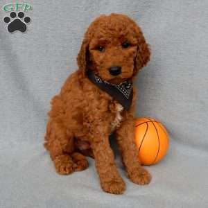 Max, Goldendoodle Puppy