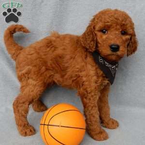 Max, Goldendoodle Puppy